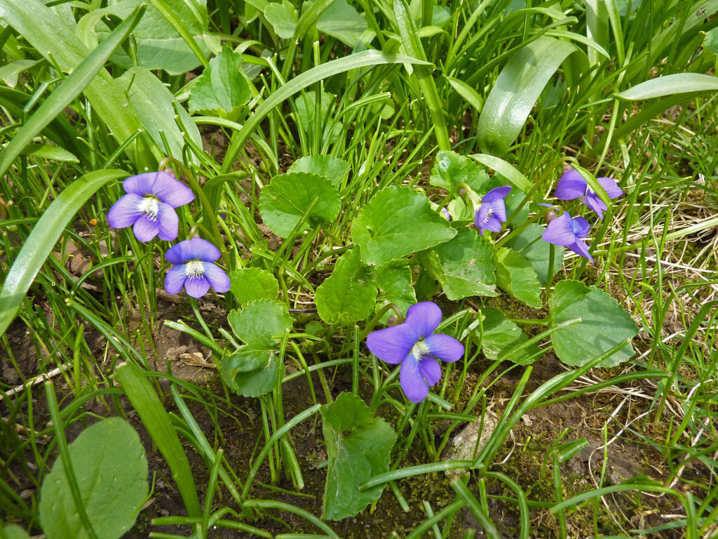 Viola sororia